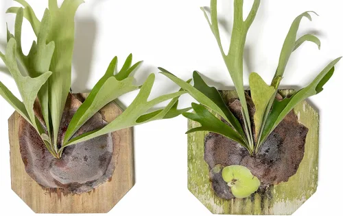 Vista 3 de Air Plant Shop Helecho cuerno de ciervo montado en una tabla de cedro - al por mayor y a granel - Live Platycerium bifurcatum - Plantas