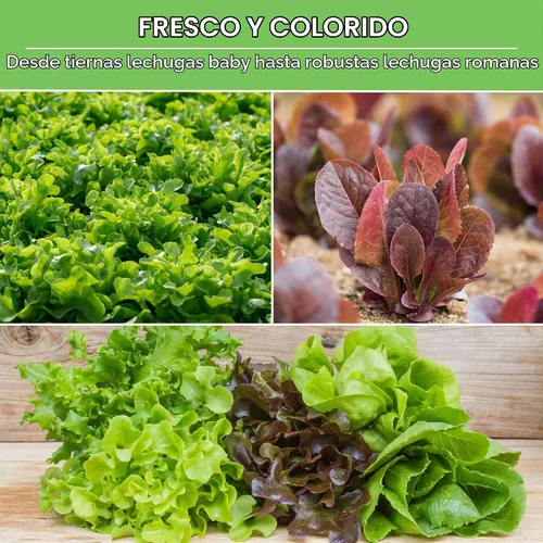 Vista 5 de Semillas de lechuga para plantar Colección de 10 lechugas tradicionales