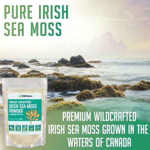 Vista 2 de XPRS Nutra Polvo de musgo marino irlandés (Chondracanthus Chamissoi) – Polvo de masa marina artesanal premium para una piel brillante – Polvo