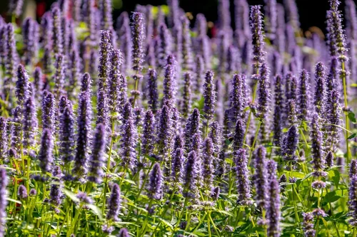 Vista 5 de Hyssop Purple Giant 2000 Seeds (Agastache Rugosa) Heirloom - Open Pollinated