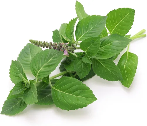 Vista 8 de TKE Farms & Gardens - Semillas de albahaca tailandesa para plantar, más de 500 semillas de reliquia sin OMG, hierba fácil de cultivar, jardinería