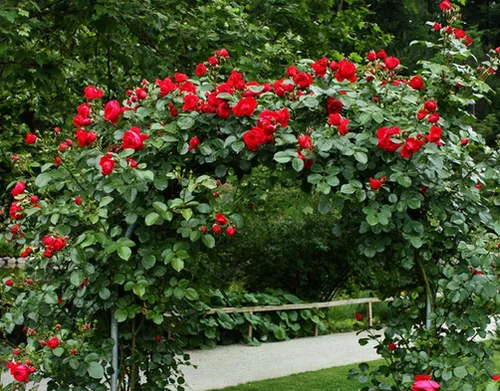 Vista 5 de Más de 100 semillas de rosas trepadoras para plantar al aire libre, flores ornamentales trepadoras, arbusto rosa, trepador de vid de larga floración
