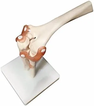 Vista 2 de BoNew Modelo anatómico de la articulación del codo de tamaño real Esqueleto - Anatomía médica humana