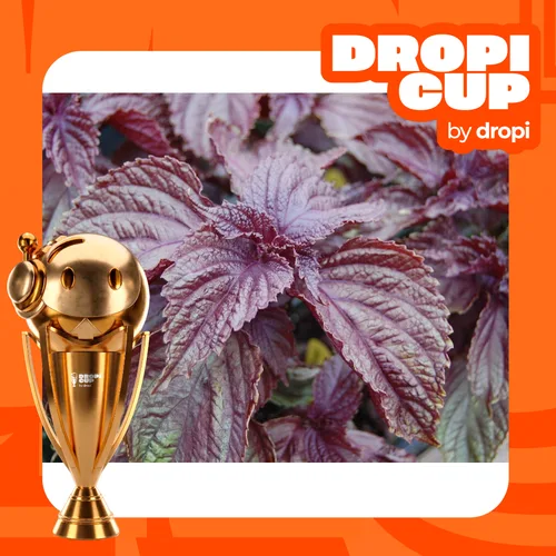 Dropi Cup Semillas de Albaca Morada de Decoplantas Online