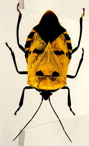 Vista 19 de 44mm Hormiga gigante tropical real en resina de lucita transparente cristalina, espécimen preservado Pseudoneoponera Rufipes, taxidermia