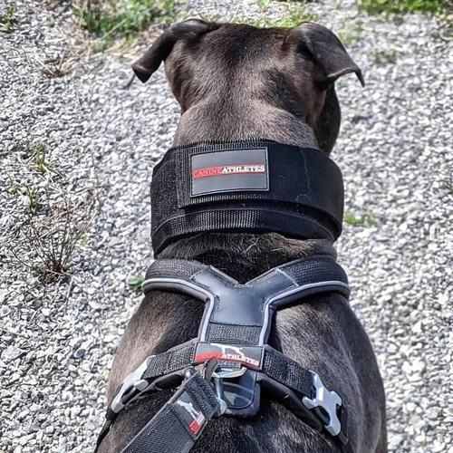 Vista 7 de CANINE ATHLETES Collar para perro de trabajo con peso Elite-HD de 3 pulgadas (3 libras, negro)