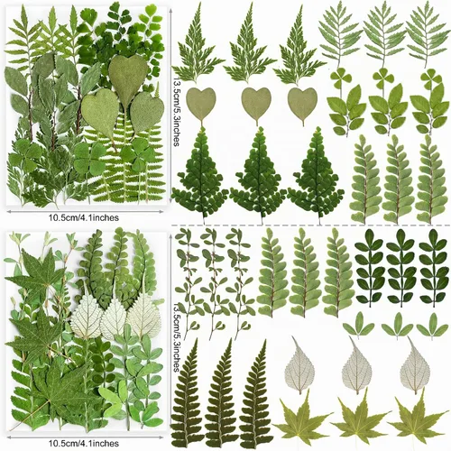 Vista 3 de 84Pcs Real Natural Dried Pressed Flowers & Green Leaves for DIY Crafts, Resin, Scrapbooking, Frame Decor + 4 Packs + Tweezers