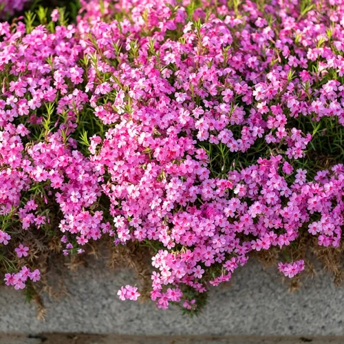 Vista 5 de Semillas de Phlox rastreras para plantar, 1020 piezas de semillas de flores perennes enanas rastreras Phlox plantas de cobertura del suelo, sin OMG