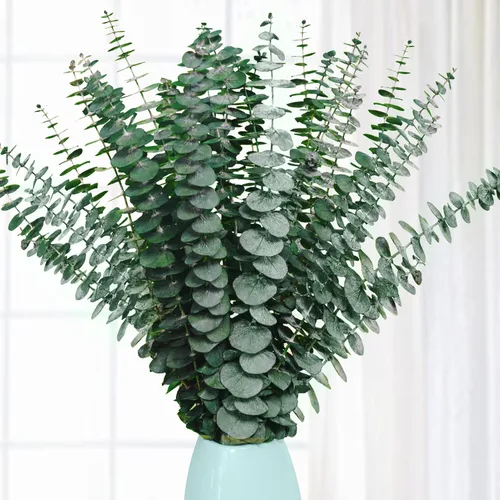 20 tallos de eucalipto seco preservado, ramas de eucalipto natural de 17 pulgadas para ducha, planta real para relleno de jarrón, arreglo de flores