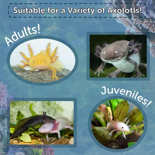 Vista 3 de Axolotl Food, pellets de hundimiento húmedo suave de 1/8 pulgadas, pellets de salmón de Rangen para ajolote pequeño. También camarones, caracoles