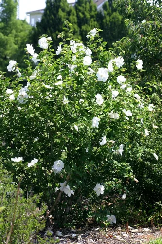 Vista 2 de ROSA DE SHARON ~White-Diana~ "Hibiscus Syriacus" 20+Semillas Perennes