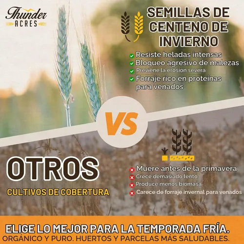 Vista 5 de Thunder Acres Semillas orgánicas de centeno de invierno, sin OMG (3 libras)