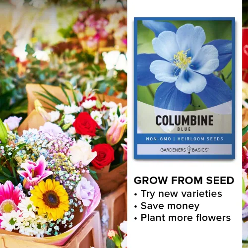 Vista 6 de Gardeners Basics, Blue Columbine Seeds para plantar (Aquilegia Seeds) - Hermosa flor perenne azul para plantar en tu jardín de flores, polinizada