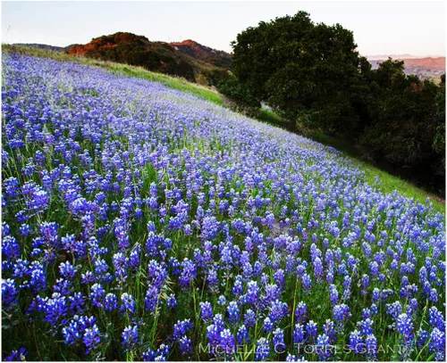 Vista 3 de Flores silvestres mixtas nativas de California: 10,000 semillas aproximadamente