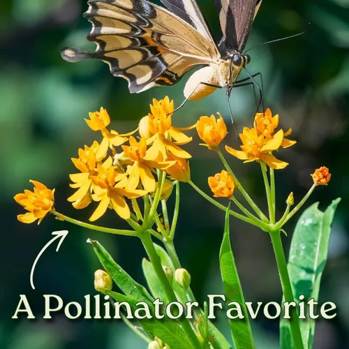 Vista 2 de Planta de algodoncillo amarillo vivo (Asclepias Curassavica) – Maceta de 3 galones, 28–34 pulgadas de alto – Anfitrión de mariposa y atractor