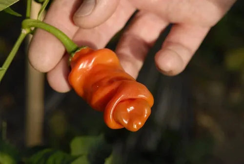 Vista 6 de Semillas de pimiento exótico para plantar - (pimienta de 5 colores)