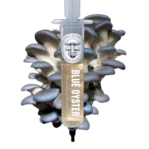 Vista 13 de Melena de León (Hericium Erinaceus) Cultivo Líquido 20mL Sustrato Micología