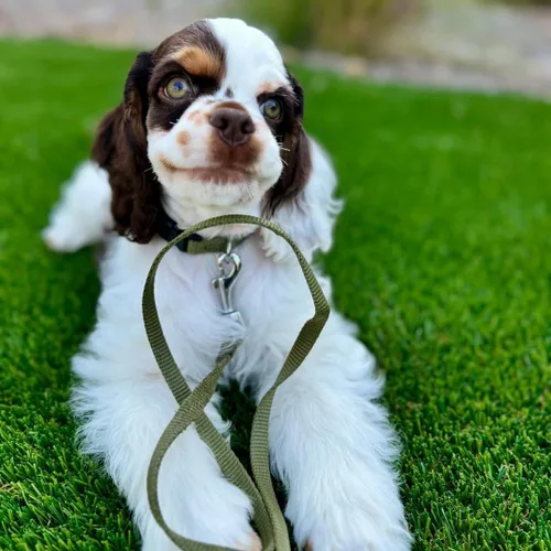 Vista 18 de Blueberry Pet - Correa Essentials clásica para perro con más de 20 colores, duradera, doble asa y de cuerda