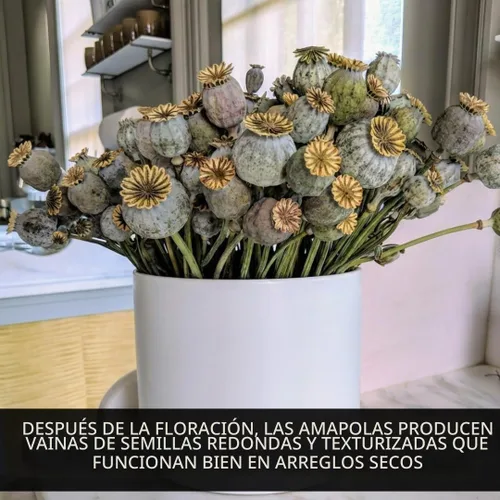 Vista 4 de Amapolas Exóticas Variedades de Semillas de Amapola El Gigante (500 Semillas) Papaver Somniferum