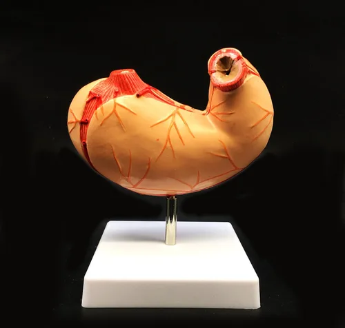 Vista 5 de Modelo de estómago humano de tamaño real Modelo anatómico Anatomía para ciencia Exhibición de estudio de aula Modelo médico de enseñanza 2 piezas