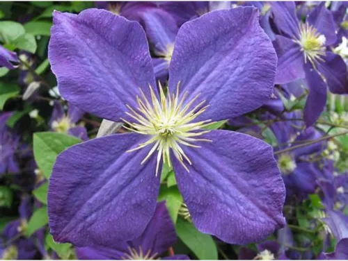 Vista 2 de Jackmani Clematis Vine - Terciopelo púrpura - Maceta de 2.5