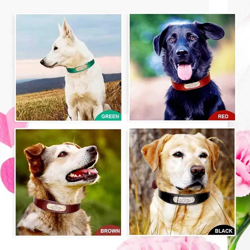 Vista 2 de Didog Collares de perro de cuero genuino con placa de identificación grabada, collar de perro de cuero suave personalizado con etiqueta de Verde