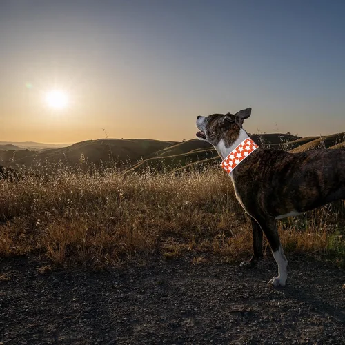 Vista 6 de SafetyPUP XD Collar reflectante para perro – Collar de perro naranja resplandeciente, cierre ajustable para un collar personalizable de alta