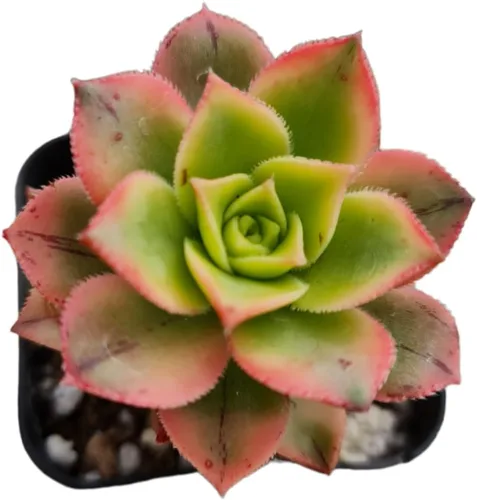 Vista 8 de Plantas de cactus suculentas vivas de USKC (maceta de 2 pulgadas) (Adromischus Maculatus)