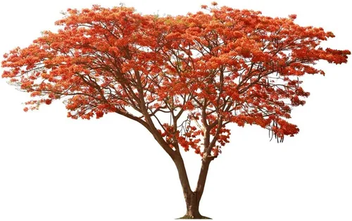 Vista 4 de 25 Seeds Delonix regia - Royal Poinciana Flamboyant Flame Tree
