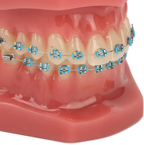 Vista 5 de Modelo de cuidado de dientes, 28 piezas de resina de dientes enseñanza con soportes de metal, modelo de dientes para estudiantes, modelo de dientes