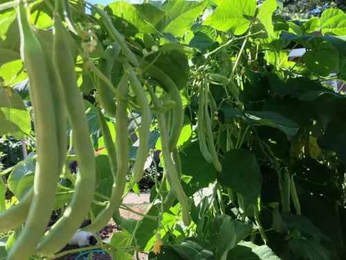Vista 2 de Bulk Organic Provider - Semillas de frijol Bush (1 libra)