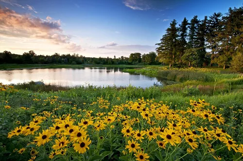 Vista 5 de Black Eyed Susan (Rudbeckia hirta) 500 Seeds - Reliquia - Polinizada abierta - Hermosas semillas de flores para plantar - Atrae polinizadores