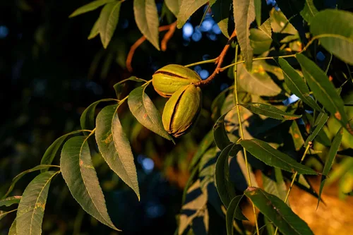 Vista 3 de Nueces de Georgia con cáscara 5 lb
