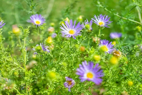 Vista 3 de Semillas de flores de margaritas Tahoka para plantar, más de 1000 semillas de flores por paquete, semillas de jardín de Isla, semillas sin OMG
