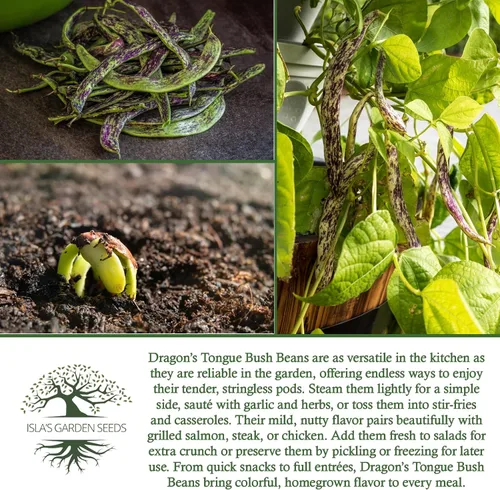 Vista 6 de Semillas de frijol Dragon's Tongue Bush (Dragon Langerie) – Más de 25 semillas sin OMG y reliquias, Phaseolus vulgaris, cápsulas de crema coloridas