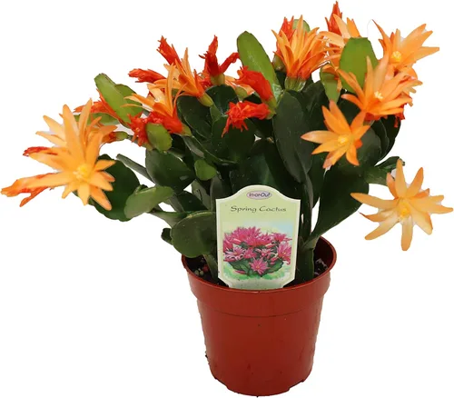 Vista 9 de Haworthia Zebra Succulent - 4" de California Tropicals