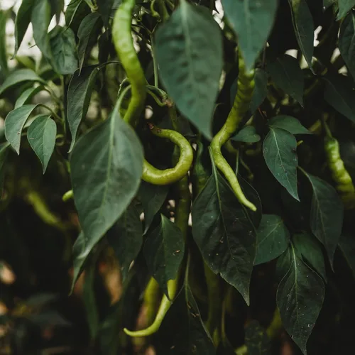 Vista 4 de Tatli Kil Sivri (Sweet Sivri) Pimienta turca - 25 semillas - Variedad de reliquia y polinizada abierta, cultivadas en Estados Unidos, semillas