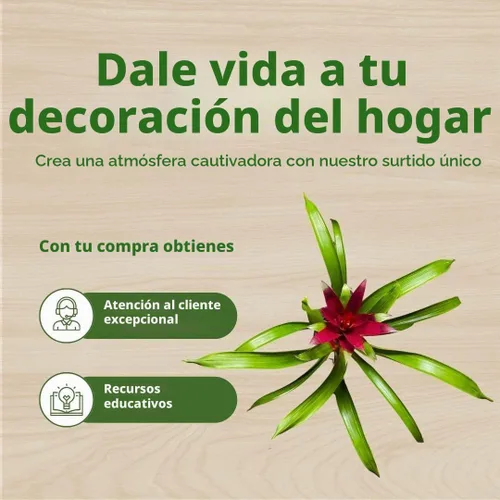 Vista 6 de BubbleBlooms Bromelia roja en una olla de 4 pulgadas Guzmania monostachia