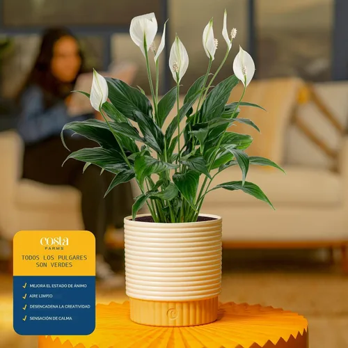 Vista 5 de Costa Farms - Lirio de paz Spathiphyllum, planta viva