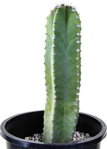 Vista 17 de Cactus Outlet - Curiosity - Plantas de cactus vivas, plantas vivas para uso en interiores y exteriores, cactus vivos, 12 a 18 pulgadas, cactus vivos