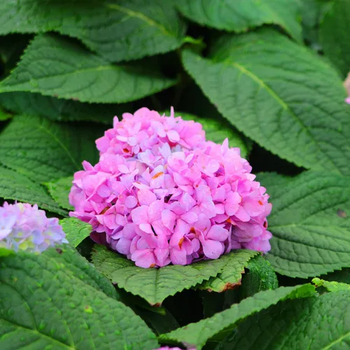 Vista 5 de Perfect Plants Nikko - Arbusto de hortensia azul en maceta de 3 galones Flores azules o rosas que reflorecen Planta a la sombra o al sol