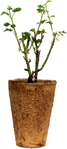 Vista 3 de Cherry Parfait Rose Bush - Planta viva de 1.5 galones, flores blancas rojas fragantes, rosa grandiflora reblooming, raíz propia, zonas 5-10