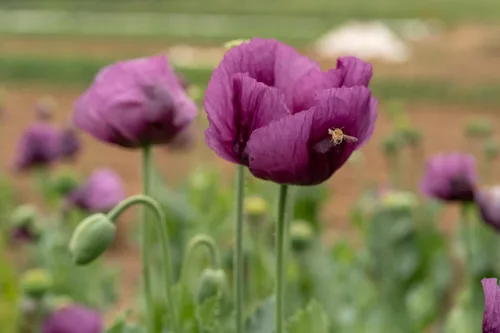 Vista 3 de All Good Things - Semillas orgánicas de amapola húngara, paquete de 250 semillas tradicionales para plantar flores, suministros de jardinería