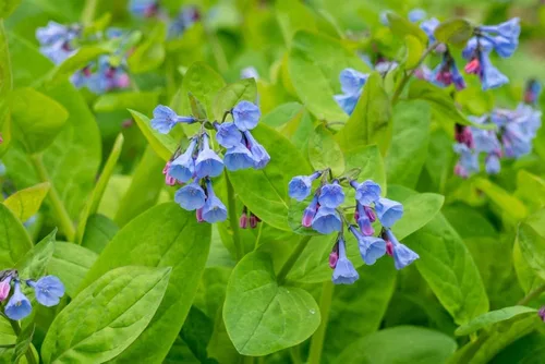 Vista 2 de Virginia Bluebells Semillas de flores silvestres para plantar (10 semillas) - Mertensia virginica - Impresionante flor silvestre que florece