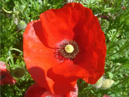 Vista 2 de 50.000 semillas de amapola de maíz rojo Flandes, 0.25 oz de herencia no transgénica, abejas polinizadoras cosechadas en Estados Unidos, mariposa