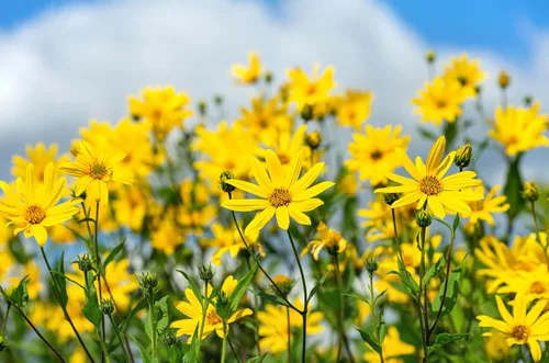 Vista 3 de 20 semillas de alcachofa de Jerusalén Sunchoke Sunroot Helianthus Tuberosus semillas de vegetales de raíz de girasol amarillo