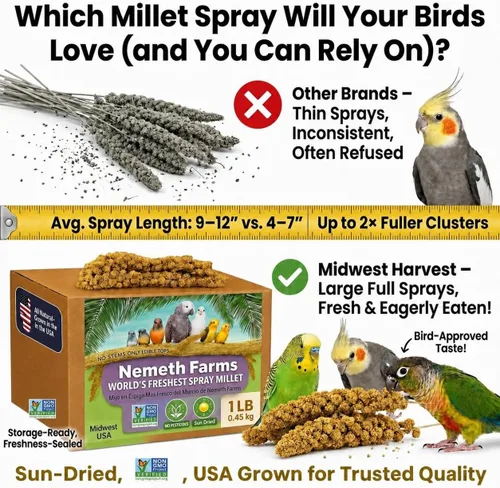 Vista 8 de Nemeth Farms Spray Millet - Tapas comestibles solamente, sin OMG y secado al sol, 1 libra para periquitos, canarios y pinzones