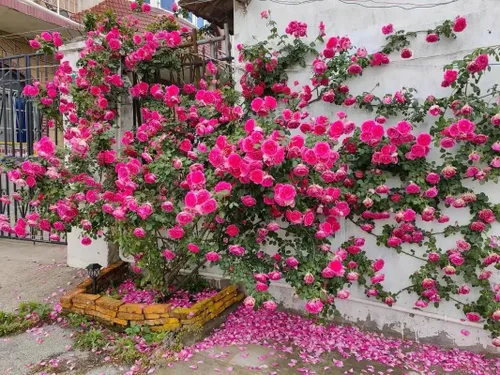 Vista 4 de Más de 400 semillas de rosas trepadoras para plantar al aire libre, flor de vid vibrante, flores ornamentales de jardín de larga duración, rosa
