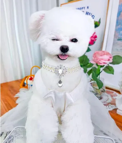 Vista 3 de Collar de perlas de 2 filas para gatos, collar de perlas para perros, collares de diamantes de imitación para perros pequeños, accesorios de collar
