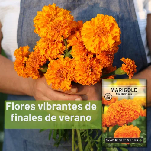 Vista 3 de Semillas de semillas de caléndula africana Crackerjack para plantar flores, paquete de 2 Plants non-GMO heirloom annual variety for outdoor home